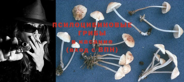 гашик Арсеньев